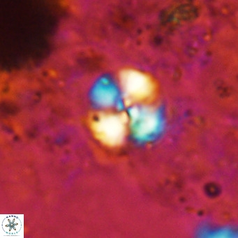 Cyclagelosphaera ovalicycla VR 15619