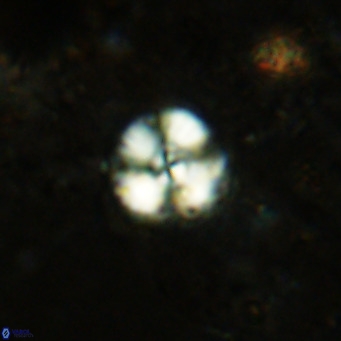 Cyclagelosphaera ovalicycla VR 15620