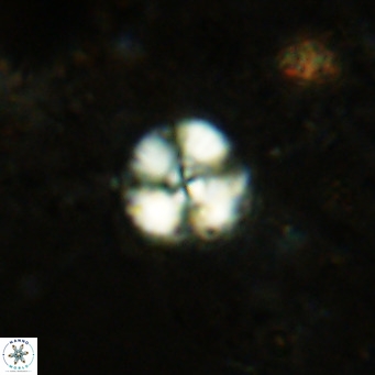 Cyclagelosphaera ovalicycla VR 15620