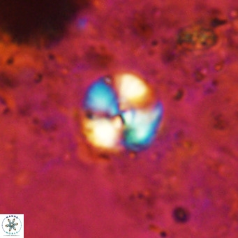Cyclagelosphaera ovalicycla VR 15622