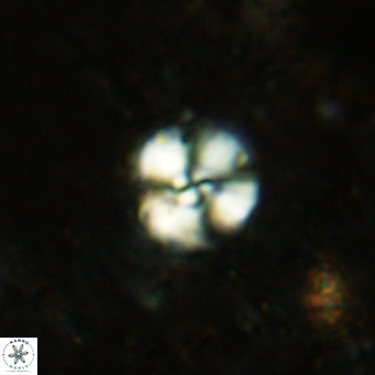 Cyclagelosphaera ovalicycla VR 15623