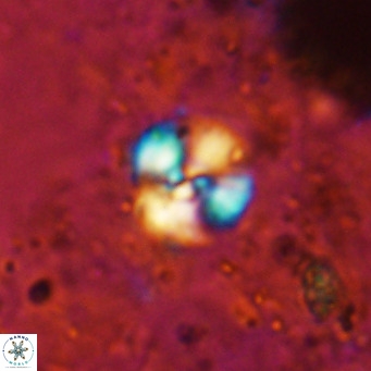 Cyclagelosphaera ovalicycla VR 15624