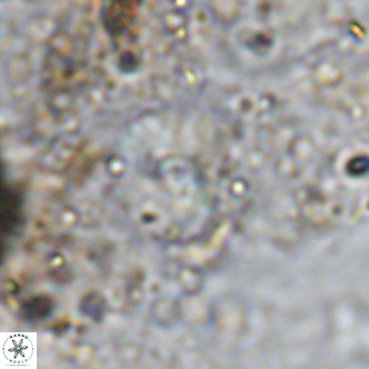 Cyclagelosphaera ovalicycla VR 15628