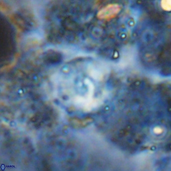 Cyclagelosphaera ovalicycla VR 15631