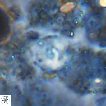 Cyclagelosphaera ovalicycla VR 15631