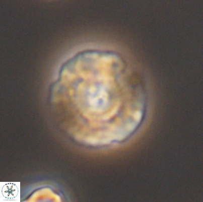 Cyclagelosphaera argoensis 12640