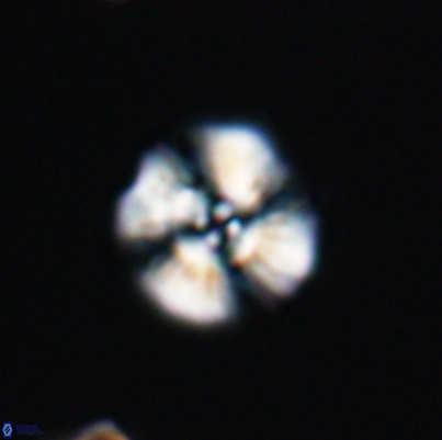 Cyclagelosphaera argoensis 12637