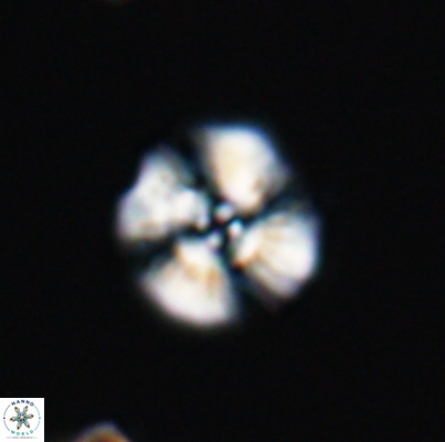 Cyclagelosphaera argoensis 12637