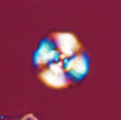 Cyclagelosphaera argoensis 12638