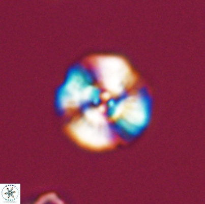Cyclagelosphaera argoensis 12638