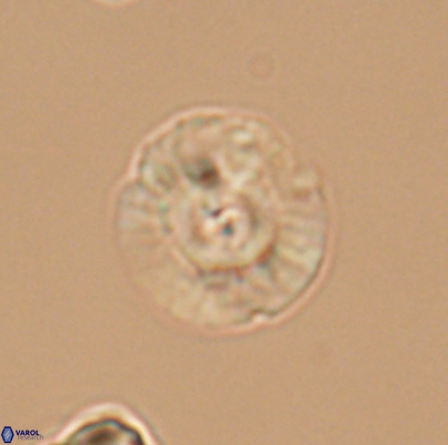 Cyclagelosphaera argoensis 12639