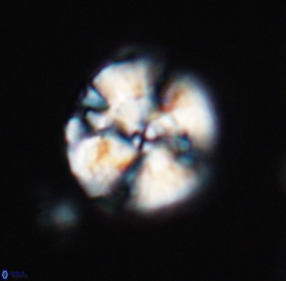 Cyclagelosphaera argoensis 12706