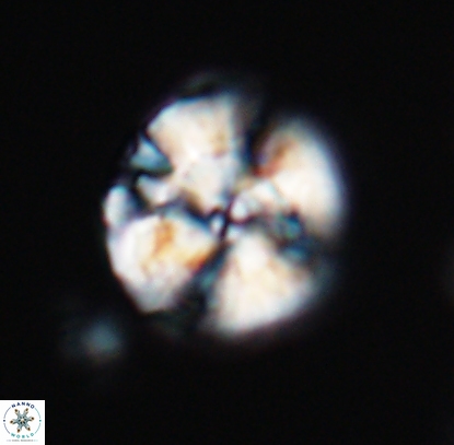 Cyclagelosphaera argoensis 12706
