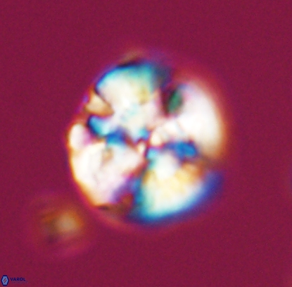 Cyclagelosphaera argoensis 12707