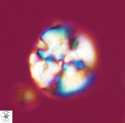 Cyclagelosphaera argoensis 12707