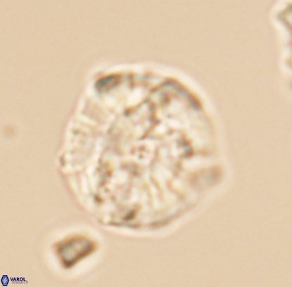 Cyclagelosphaera argoensis 12708