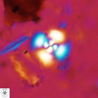 Cyclagelosphaera bergeri 38684