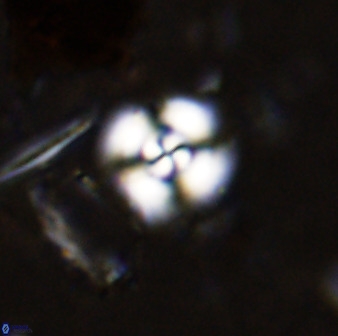 Cyclagelosphaera bergeri 38685