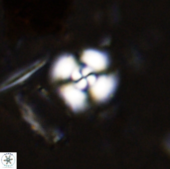 Cyclagelosphaera bergeri 38685