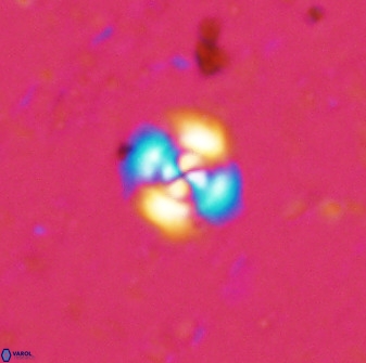 Cyclagelosphaera bergeri 41125
