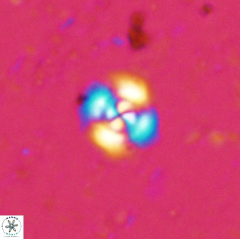 Cyclagelosphaera bergeri 41125