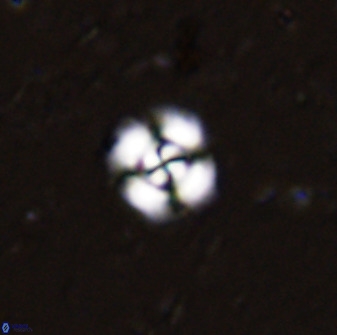 Cyclagelosphaera bergeri 41126
