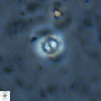 Cyclagelosphaera bergeri 41128