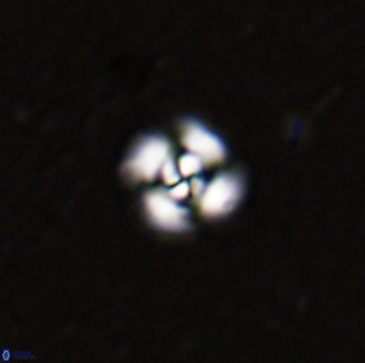 Cyclagelosphaera bergeri 41130