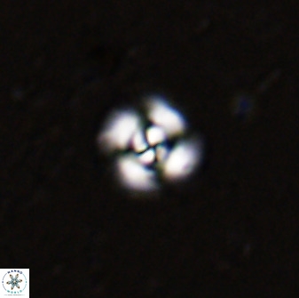 Cyclagelosphaera bergeri 41130