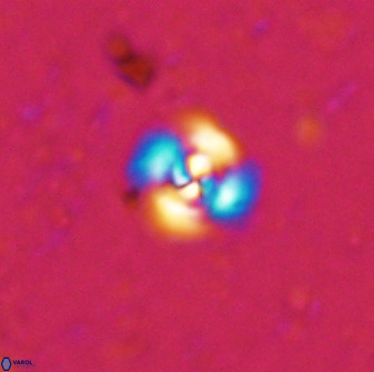 Cyclagelosphaera bergeri 41131