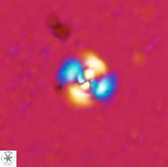 Cyclagelosphaera bergeri 41131
