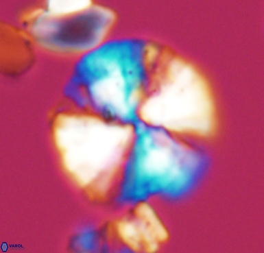 Cyclagelosphaera brezae 10533