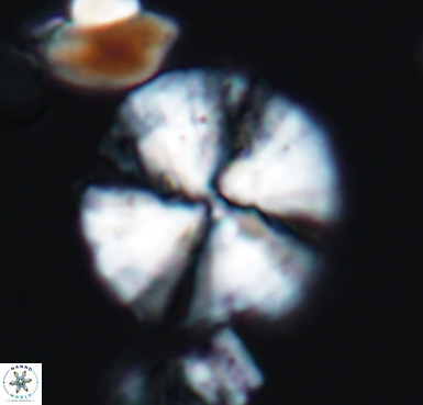 Cyclagelosphaera brezae 10532