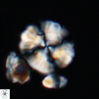 Cyclagelosphaera brezae 11439