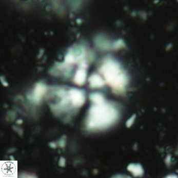 Cyclagelosphaera brezae 2068