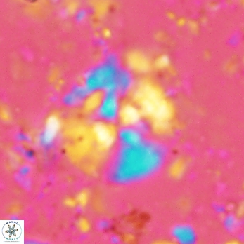 Cyclagelosphaera brezae 2069
