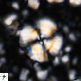 Cyclagelosphaera brezae 33284