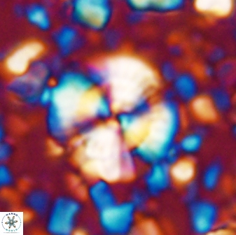 Cyclagelosphaera brezae 33286