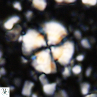 Cyclagelosphaera brezae 33287