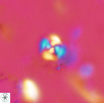 Cyclagelosphaera casarubrensis 48178