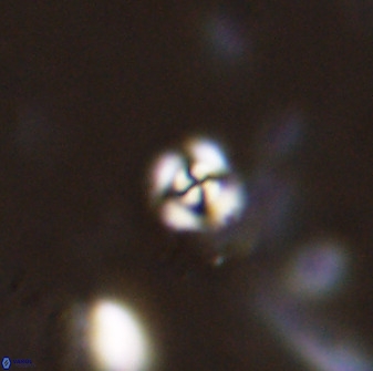 Cyclagelosphaera casarubrensis 48180