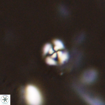 Cyclagelosphaera casarubrensis 48180