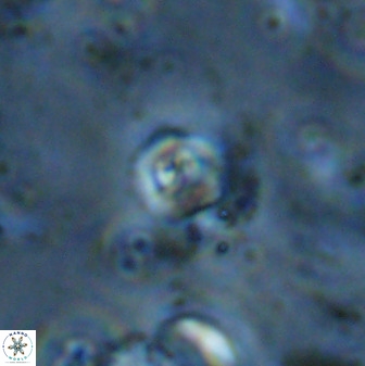 Cyclagelosphaera casarubrensis 48182