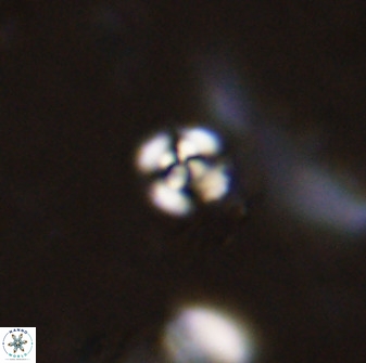 Cyclagelosphaera casarubrensis 48184
