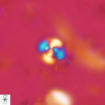 Cyclagelosphaera casarubrensis 48185