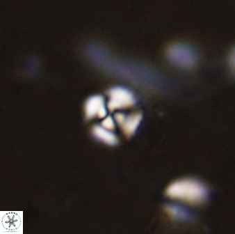 Cyclagelosphaera casarubrensis 48186