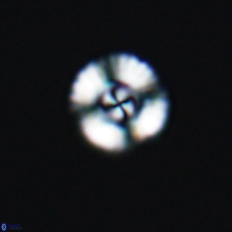 Cyclagelosphaera casarubrensis 8986