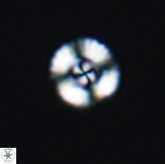 Cyclagelosphaera casarubrensis 8986