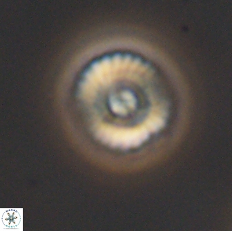 Cyclagelosphaera casarubrensis 8988