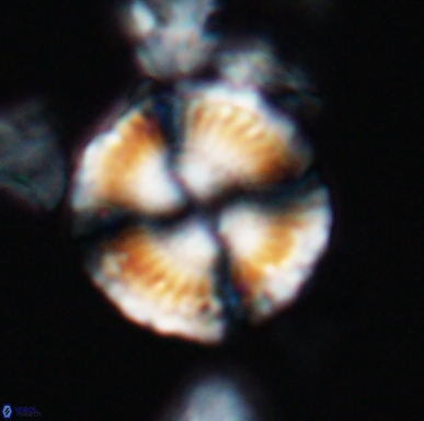 Cyclagelosphaera centrumelliptica 12450